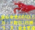 PADI CJ[hSSd4Ԏ擾R[Xē
